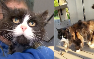 Brookhaven Animal Shelter and Adoption Center, Mimi, missing cat, 10 years, Richard Price, Valencia, Spain, Long Island, New York