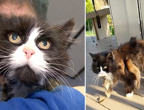 After 10 Years Missing, Long Island Cat Reunited with Family in Spain