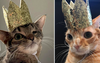 Mayhem and Sir Harrington Hotwings wearing a crown, Denver, Colorado, disabled cat, radial hypoplasia, Hotwings and Mayhem