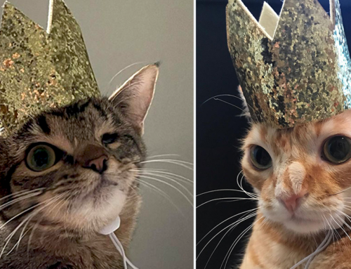 Disabled Cats ‘Hotwings and Mayhem’ Get the Royal Treatment in Loving Home