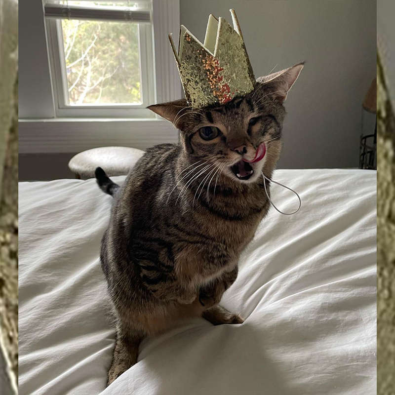 Mayhem the cat with a disability wearing a crown to celebrate her 1st birthday, 2