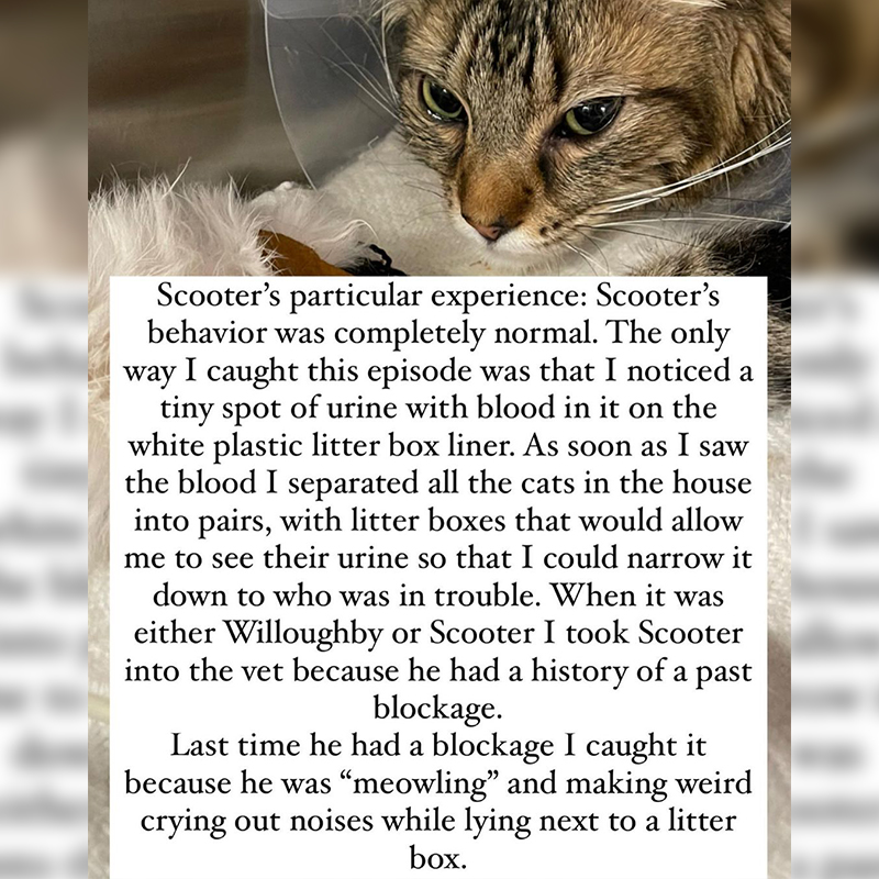 Scooter the cat, urinary problem, kidney stones, nephroliths or uroliths