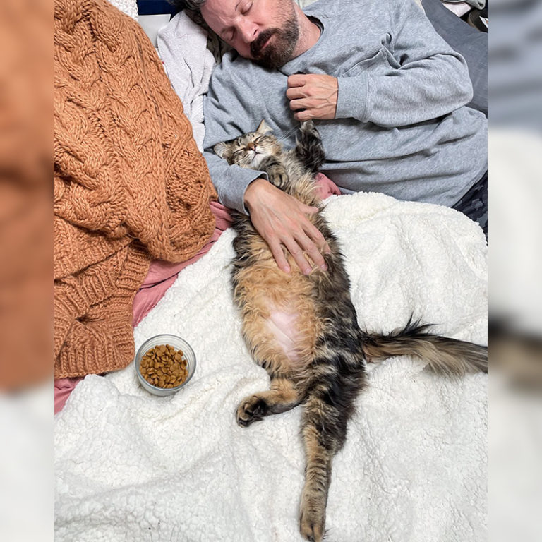 A closer look at Cat Bladder Infection After Surgery Self Treatment