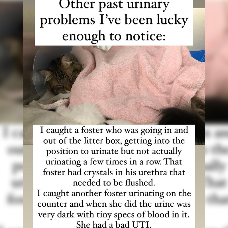 Scooter the cat, urinary blockage, signs to look for