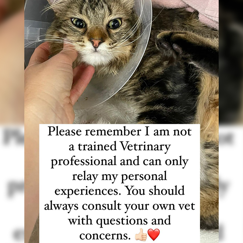 Consult your vet, Mel Lamprey, Pumpkin Patch Pet Rescue, Los Angeles