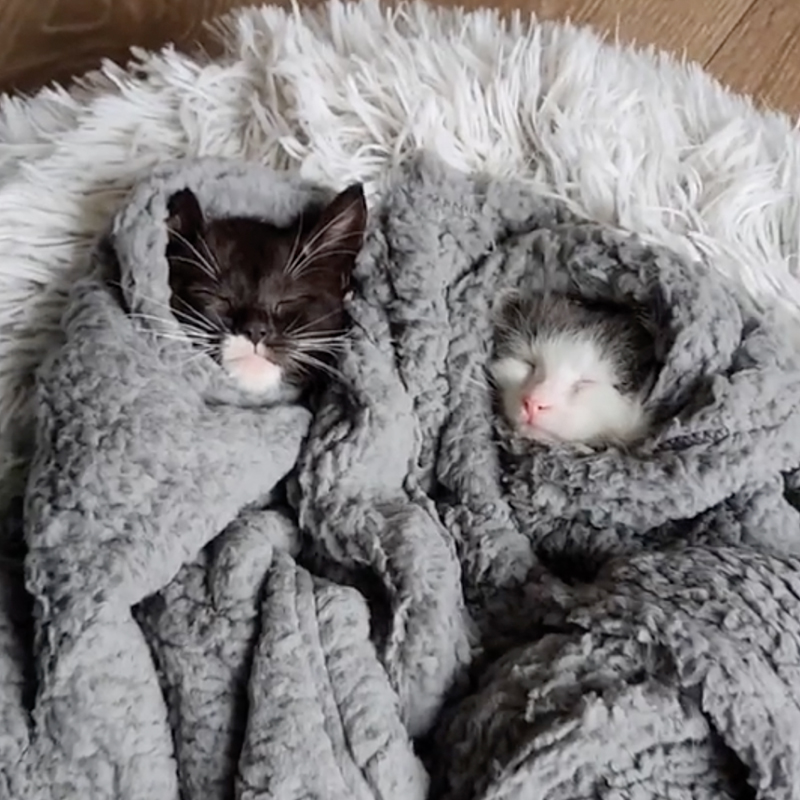 Mica and Jack snuggled in a blanket
