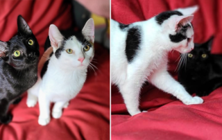 Feline Friends Chicago, Mike and Will, brother cats, opposites attract, foster cats