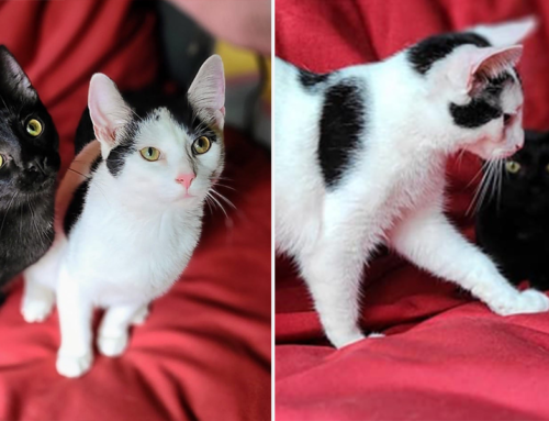 Brother Cats Mike and Will Are Opposites That Attract in Chicago Foster Home