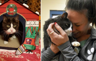 New Hampshire SPCA, Tiny, 20-year-old cat, senior cat rescue, Growing Up Galaxy
