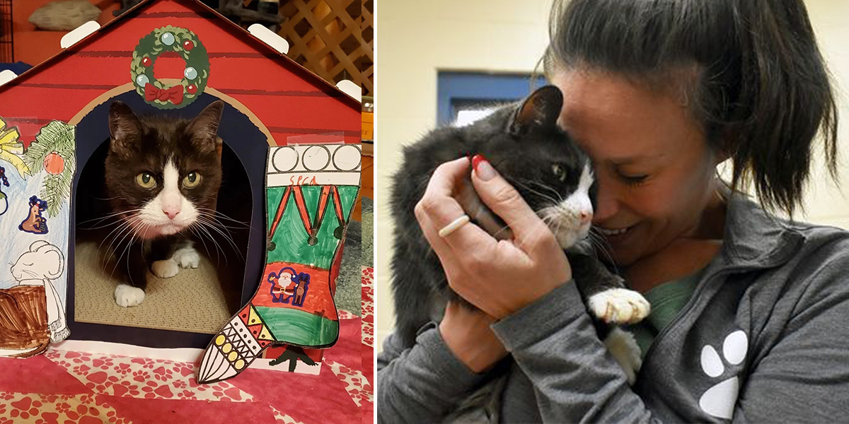 New Hampshire SPCA, Tiny, 20-year-old cat, senior cat rescue, Growing Up Galaxy