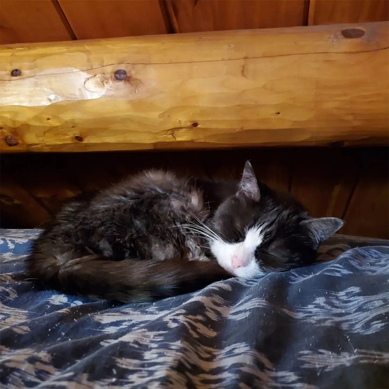 Tiny, 20-year-old senior cat