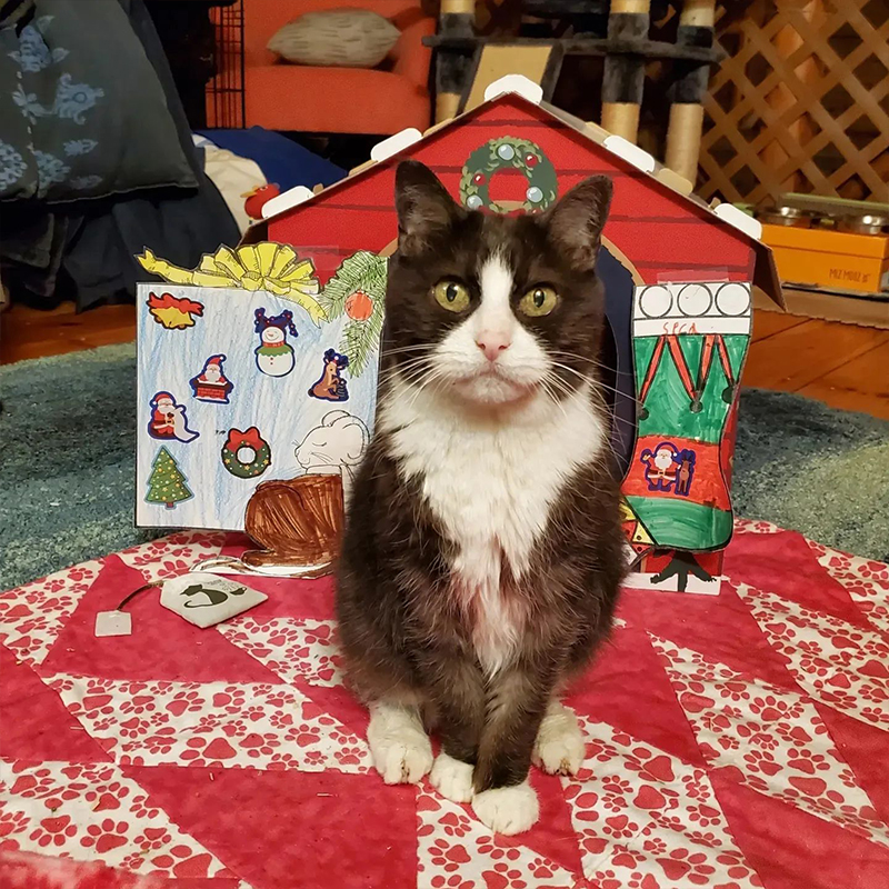 senior cat adopted for Christmas in New Hampshire, Growing Up Galaxy, 2