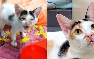 Ninja's Rescued Cats, Philippines, Lady Logarta, rescued cat Pixie, calico