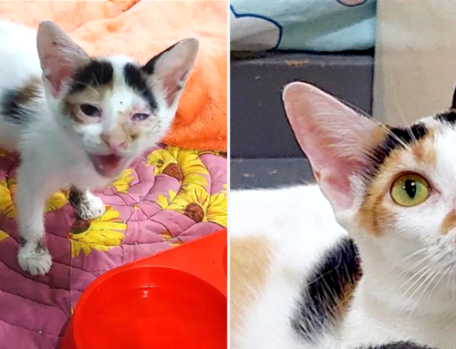 Rescuer Shares Stunning ‘Rescueversary’ Transformation for Pixie the Kitten