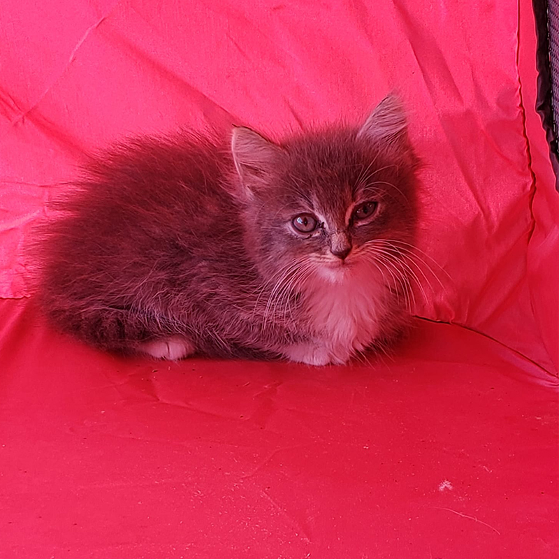 The kitten shortly after rescue in a safe area