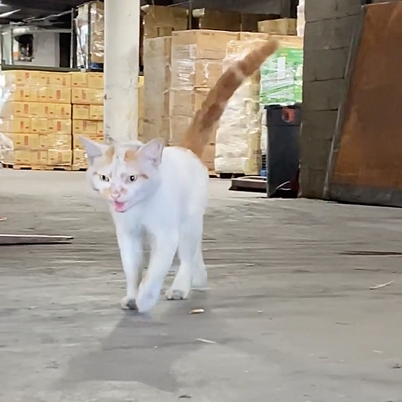 Phillip the sweet warehouse cat comes when rescuers call