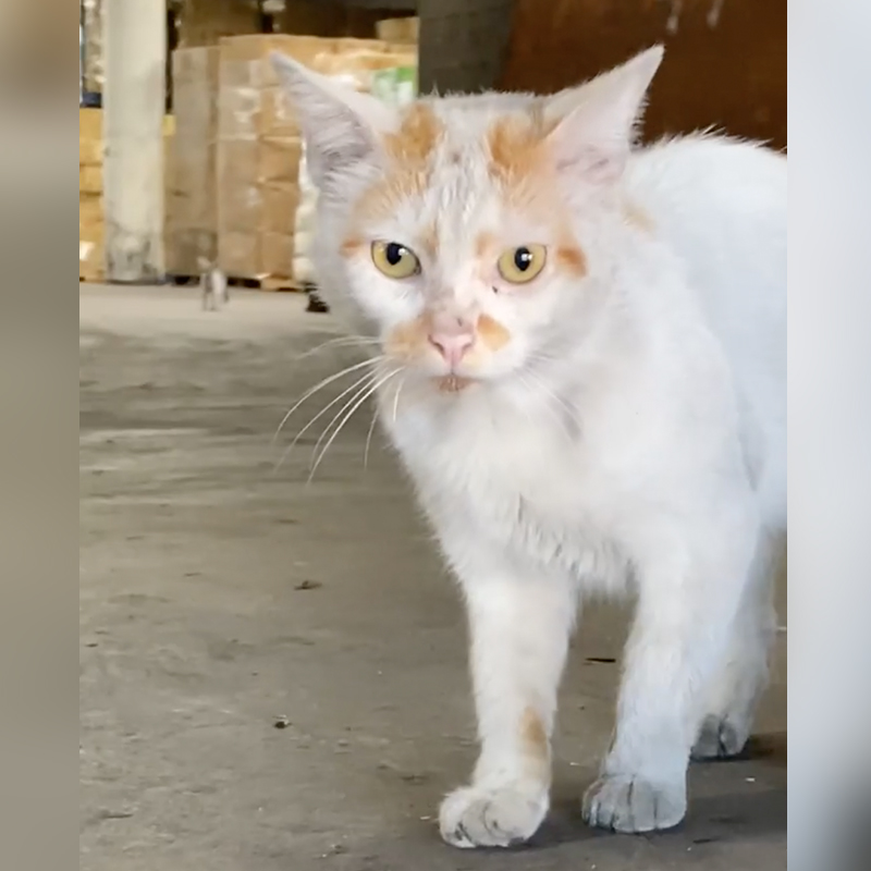 Phillip the sweet warehouse cat comes when rescuers call, 2