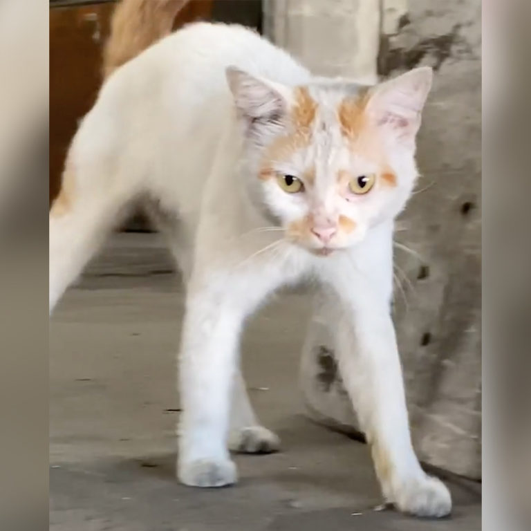 Rescuers Save Starving Warehouse Cats and Meet Sweetest Cat
