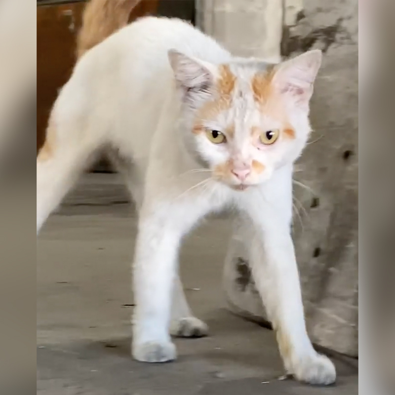 Phillip the sweet warehouse cat comes when rescuers call, 3