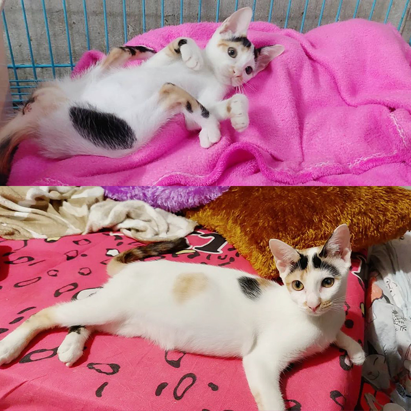 Pixie the kitten on blankets