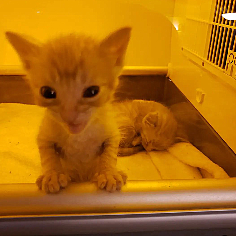 Kittens named Pumpkin and Spice in the incubator shorting after arriving in foster home with Chris Salie, Catasticalmeows, Wrenn Rescues, Southern CA