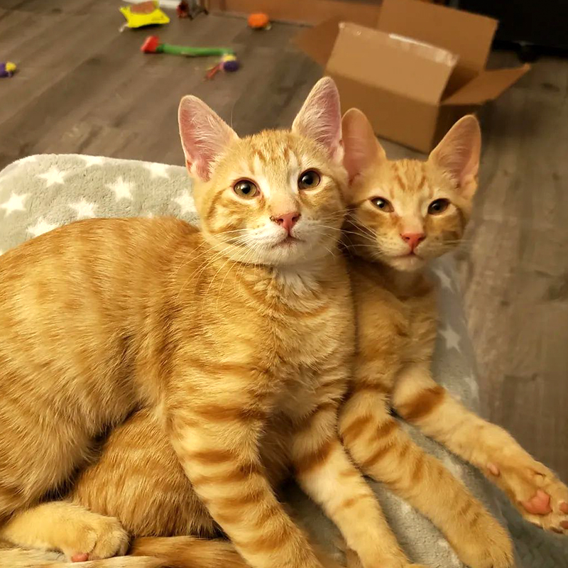 Spice and Pumpkin sitting together