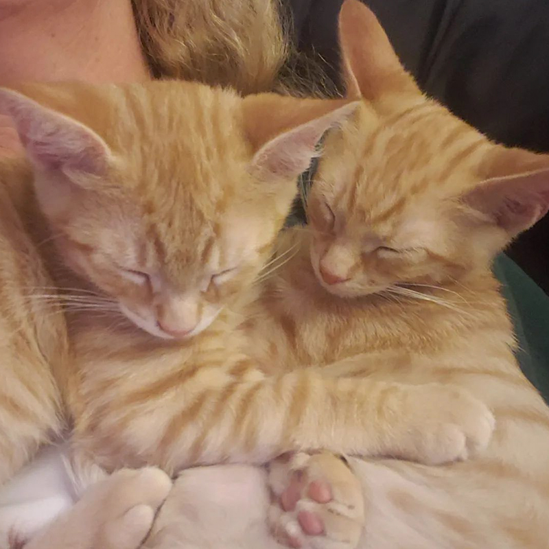 ginger kittens cuddle on foster mom's shoulder