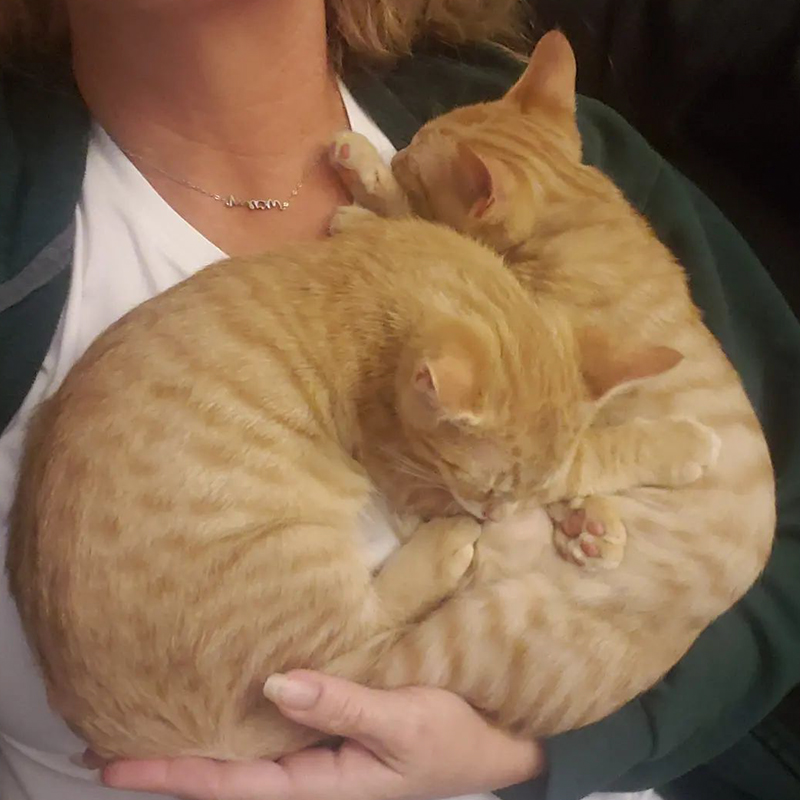 ginger kittens cuddle on foster mom's shoulder, 2
