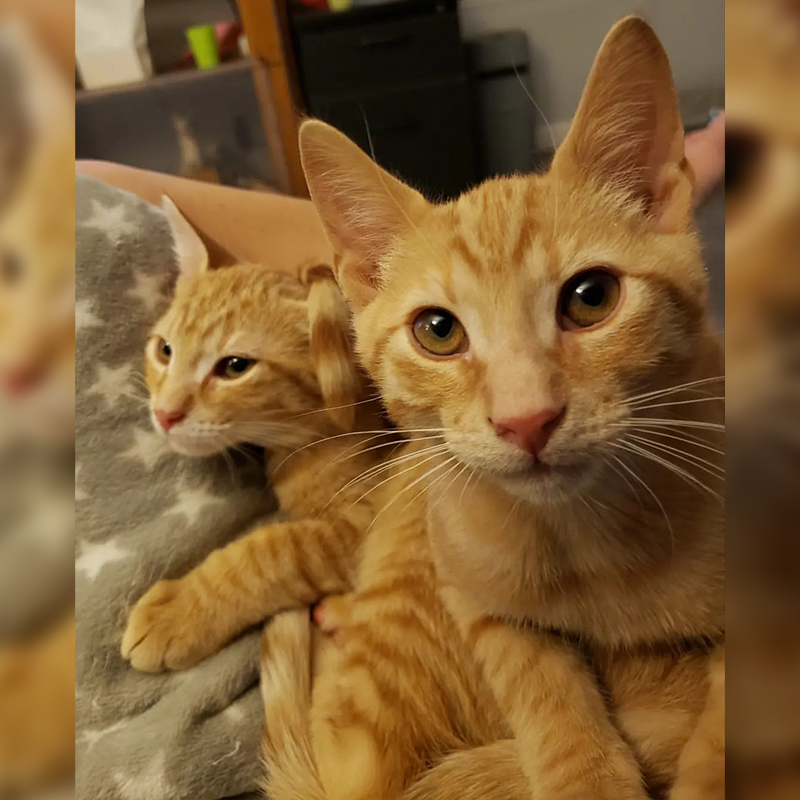 Spice and Pumpkin, ginger kittens sitting together like they are a 2-headed cat