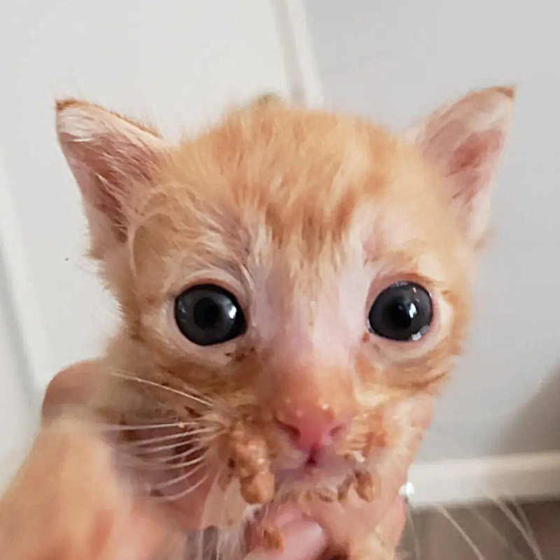 Tiny kitten with food all over his mouth