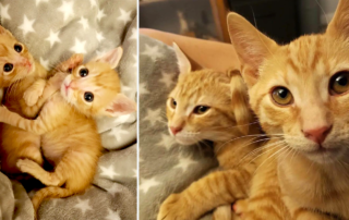 Pumpkin and Spice, ginger kittens bonded, Wrenn Rescues, Catasticalmeows, Ventura County, CA