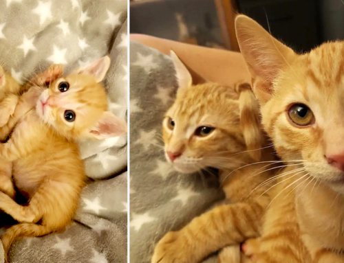 Bonded Brothers Pumpkin and Spice Seek Home for the Pawlidays
