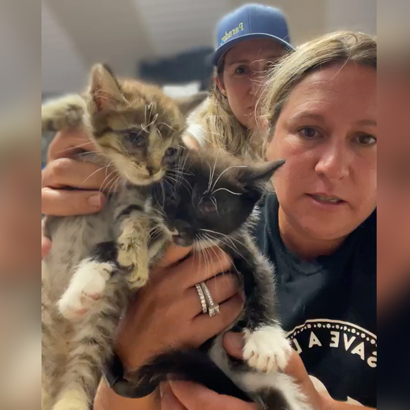 Vermont cat cafe owner destroys her own store to save kittens 