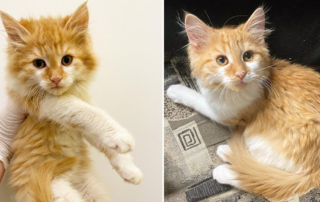 Winnipeg, Manitoba, Spicy rescued kitten Rita, named for Margarita, saved by rescuer Laura G