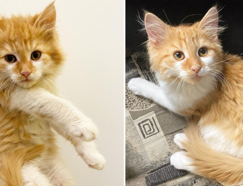 Wild Rescued Kitten Rita Goes from Spicy to Mild to Demanding Kisses