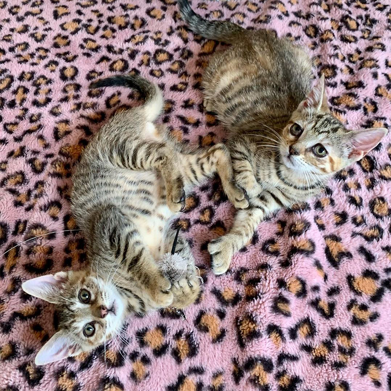 Sam and Sydney, tabby foster kittens, Beth Stern