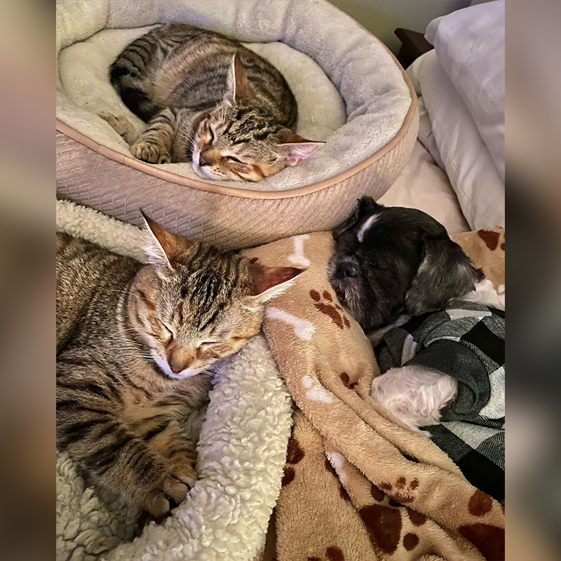 Sydney and Samantha in napping with their dog sibling