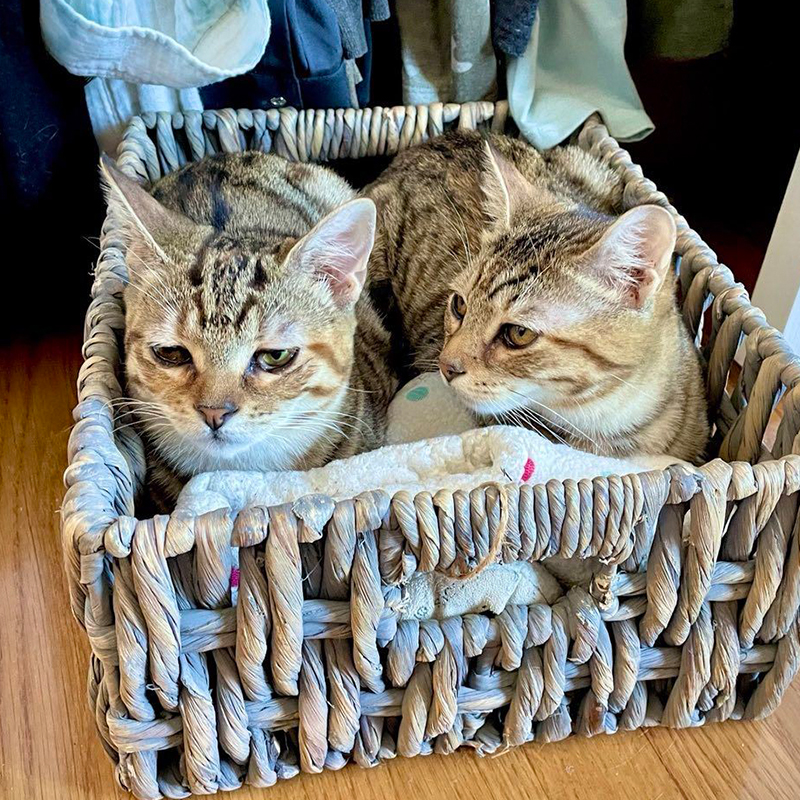 Sam and Sydney, tabby foster kittens, in their furever home