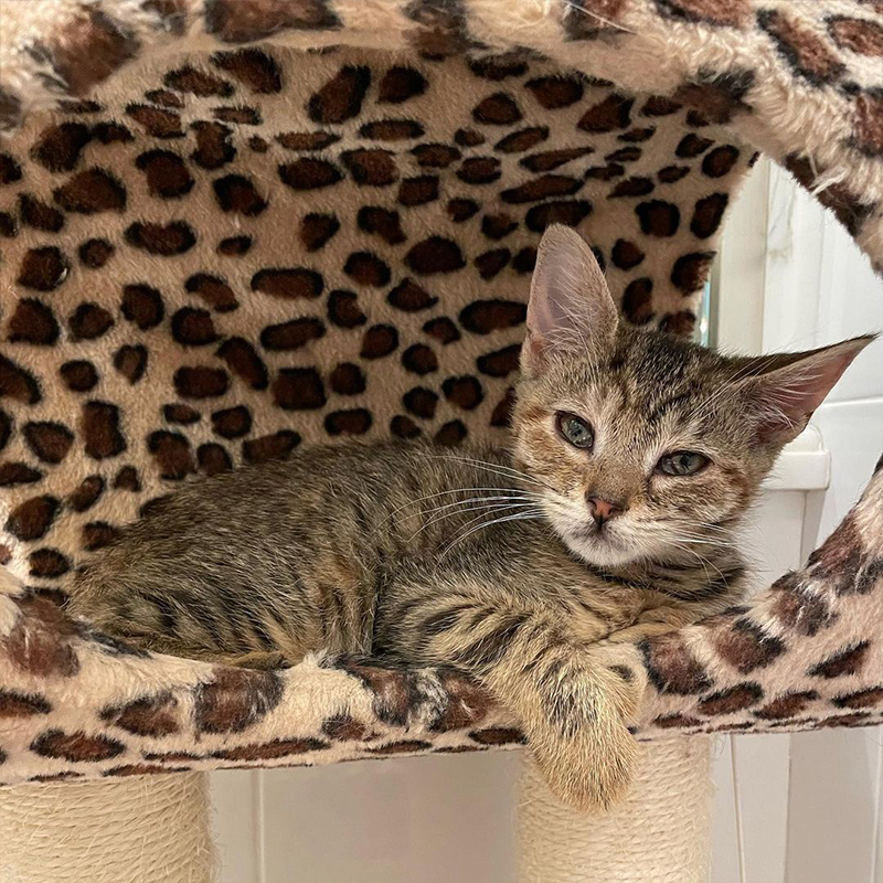 Beautiful Samantha the foster kitten, Beth Stern