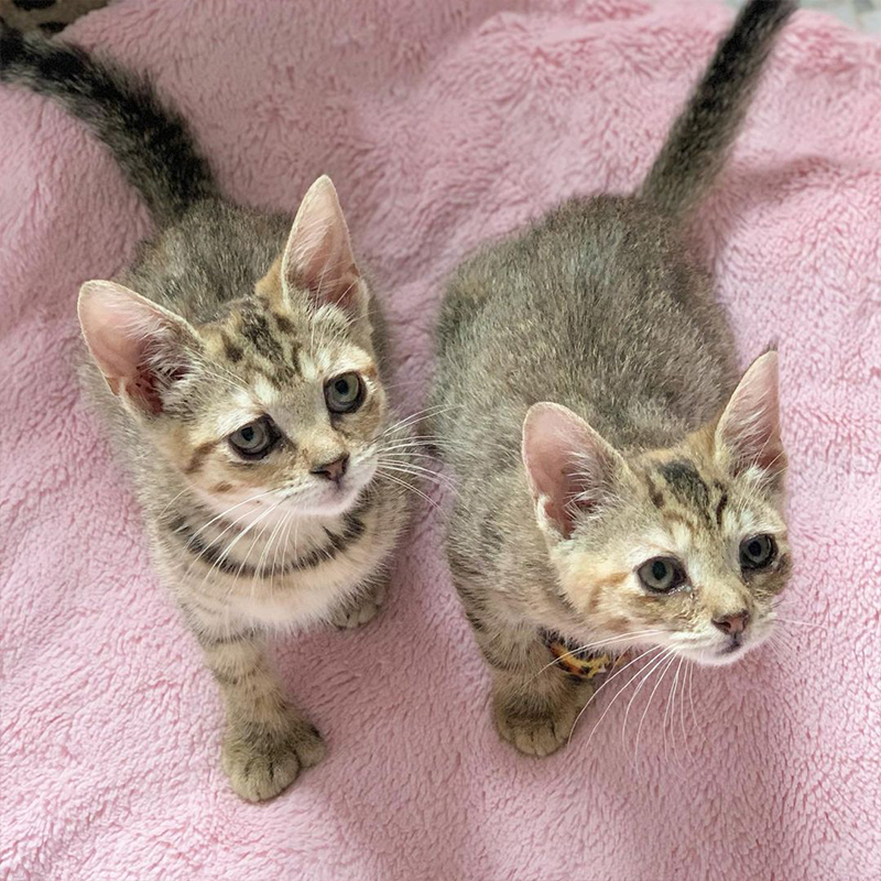 Sam and Sydney on a pink towel
