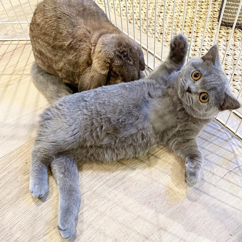 Cocomelon and Jessica Rabbit, Beth Stern