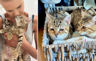 Beth Stern fosters Sam and Sydney tabby kitten sisters