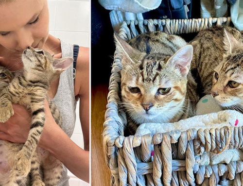 Prettiest Foster Kittens Sam and Sydney Fly Away for Furever Home