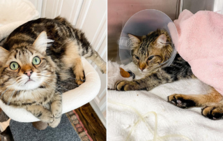 Scooter, urinary blockage, cat, Mel Lamprey, Los Angeles, Pumpkin Patch Pet Rescue