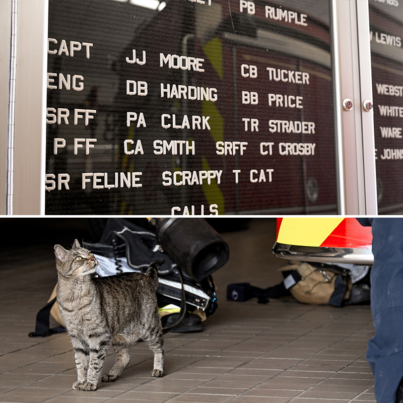 Firehouse cat has his name on the official roster