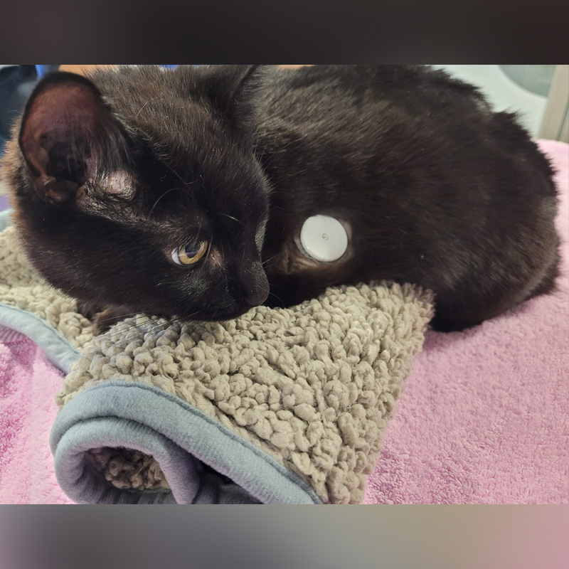 Shadow, cat with diabetes has FreeStyle Libre device
