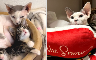 Sphynx cat, Gumby, Uncle Gumby, foster kitten, Portland, Oregon, love2foster