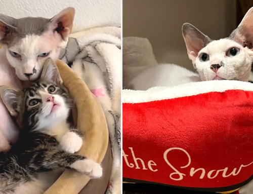 Rescued Sphynx Cat ‘Gumby’ Loves All the Kittens in Foster Home