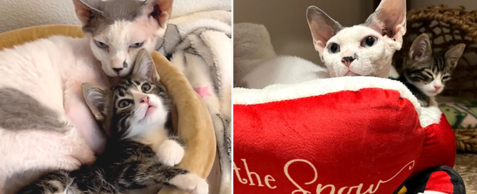 Sphynx cat, Gumby, Uncle Gumby, foster kitten, Portland, Oregon, love2foster