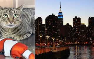 Greenpoint Cats, Brooklyn, rescue of cat named Starfish under Pier, fisherman